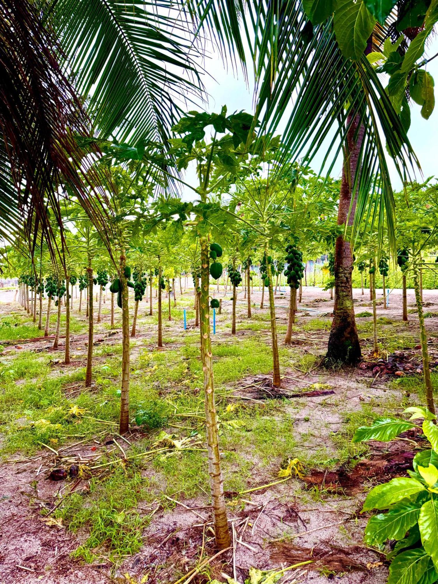 Sands Garden Hotel Thoddoo Esterno foto